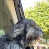 Pixiepup - @graciemichael21 - TikTok