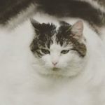 Gracie Belle Olson - @_gracietacobelle_oof - Instagram