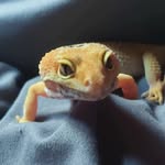 Gracie Pedersen - @gray_6798 - Instagram