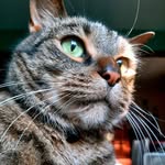 Gracie - @graciethepointerandco - Instagram