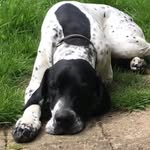 Gracie_pointer - @gracekelly_pointer - Instagram