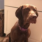 Gracie Sue - @gracie_the_pointer - Instagram