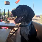 Gracie the Pointer - @gracie_is_a_pointer - Instagram