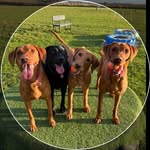 Poppy, Betty Gracie & Posey 🐾 Elsie 24/04/17 - 14/04/23 🌈 💔 - @the_labradream_team - Instagram