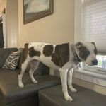 Gracie Schultz - @pennis_dog_gracie - Instagram