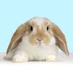 Gracie Sinclair - @graceful_bunny283 - Instagram