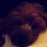 Gracie Singleton - @gracie_the_yorkie_dog - Instagram