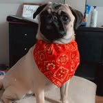 Gracie Lynn Spears the Pug - @gracielynnspears - Instagram