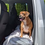 Gracie Stein - @graciemae.the.mutt - Instagram