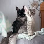 Gracie & Sullivan - @gracie.and.sullivan - Instagram