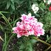 Grace Vickers - Facebook