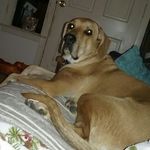 Gracie - @gracievoss - Instagram
