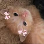 Gracie Webster - @luvgracie.xox - Instagram