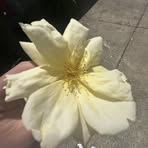 Gracie Willis - Facebook