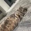 Gracie Wright - @graciethemunchkin - TikTok