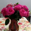 Graciela Baez59 - @gracielabaez59 - TikTok