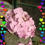 Graciela H. Baez - @graciela_baez - Instagram