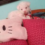 Graciela Ballesteros - @ballesteros2229 - Instagram