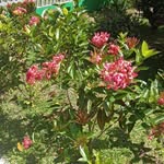 Graciela Centeno - @gracielabatistacenteno - Instagram