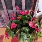 Graciela Plata - Facebook