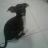 Graciela Plata - @bellalovessnoopy - TikTok