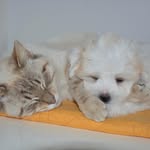 Grady Barron - @welove.dogs.photography - Instagram