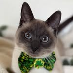 Grady Blue - @gradyblue_the_siamese - Instagram