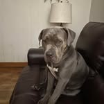 Grady Britt - @gradybritt5245 - Instagram