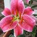Ellie Chambers-Grady - Facebook