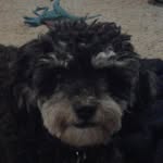 Grady Couch - @doglover287640 - Instagram