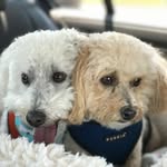 Franklin & Grady - @franklin_and_grady_houck - Instagram
