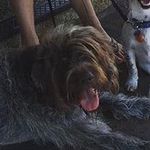 Grady Griffin-Wagner - @gradygriffin.wags - Instagram