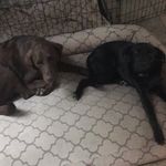 Grady & Hogan - @hogan.grady.hayes - Instagram