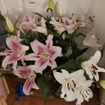 Denise Grady Lowe - @denisegradylowe - Instagram