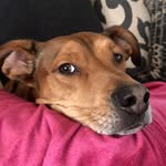 Grady Perry - @thebestboydoggrady - Instagram