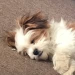 Grady Rhodes - @gradythedawg - Instagram