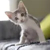 Grady Spencer438 - @catparents7 - TikTok