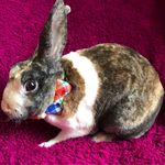 Grady Bivens-Watkins - @gradybunbun - Instagram