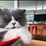Jim Graeme Burke - @jimburkefatcat - Instagram