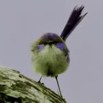 Graeme Phillips - @graeme.6054 - Instagram