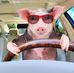 Graeme Pig Phillips - Facebook