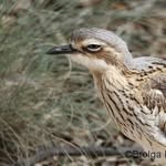 graham arnold - @bush.stoned.curlew - Instagram