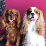 BENSON & GRAHAM - @bensongrahamcavs - Instagram