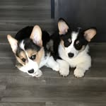 🄱🄴🄽🅂🄾🄽 & 🄶🅁🄰🄷🄰🄼 - @bensonandgraham - Instagram