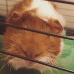 Graham Goodall - @guinea_pets - Instagram