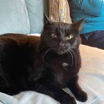 Graham Hull - @tonkatsuandcat - Instagram