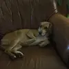 grahambvice - @grahambvice - TikTok