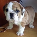 William Graham - @william_grahamice226 - Instagram