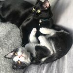 Jensen and Graham 😸 - @jensen_and_graham - Instagram