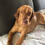 Graham Patton - @vizsla_graham - Instagram